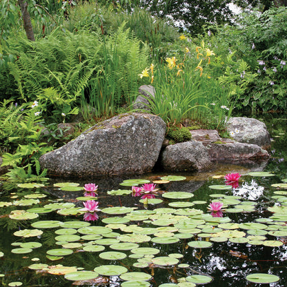 MEDIUM WATER GARDEN KIT - 11' X 16'