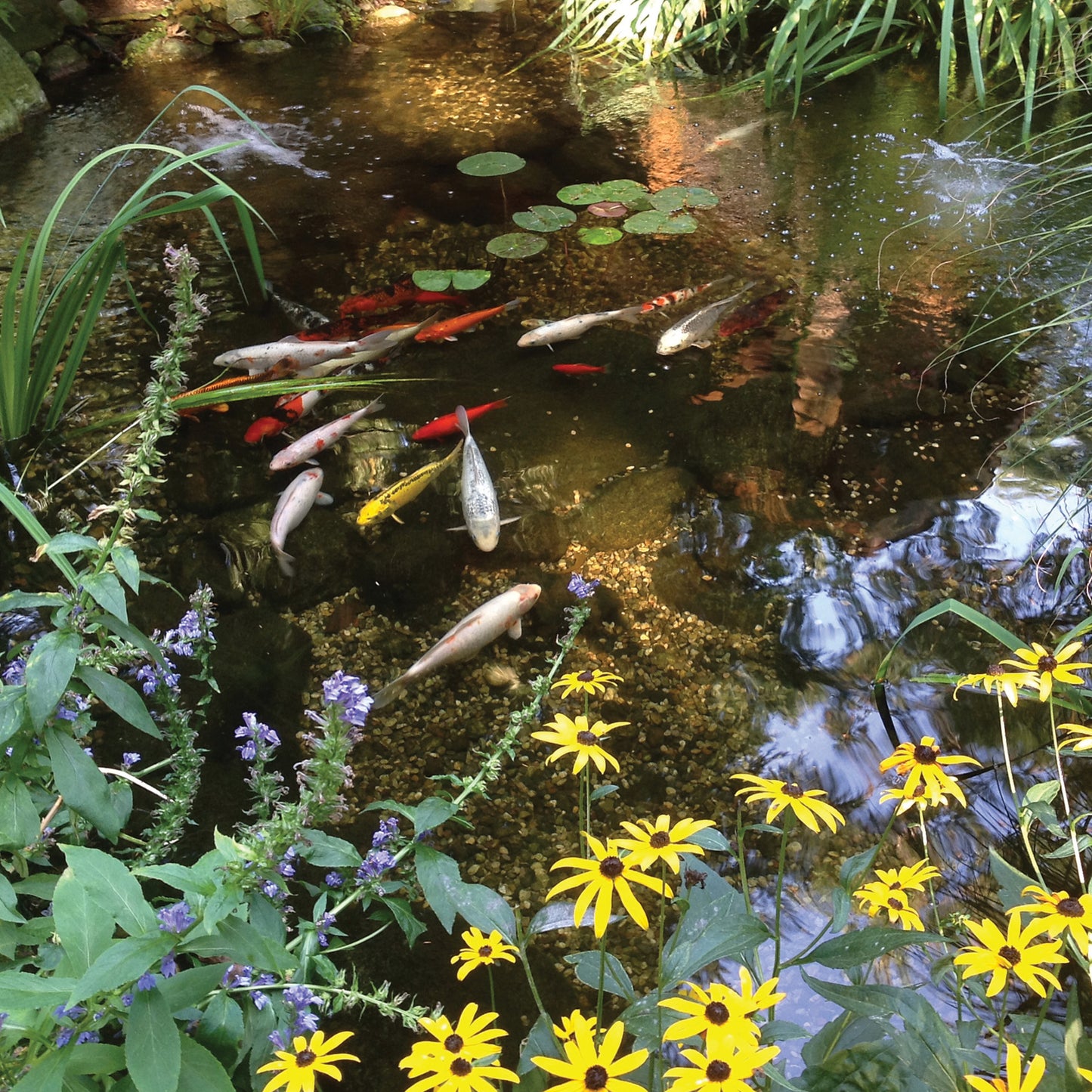 MEDIUM WATER GARDEN KIT - 11' X 16'