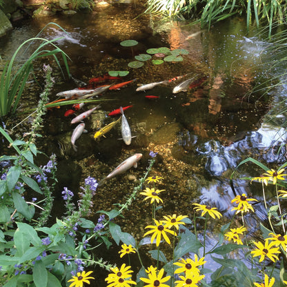 MEDIUM WATER GARDEN KIT - 11' X 16'