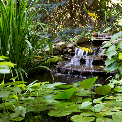 MEDIUM WATER GARDEN KIT - 11' X 16'